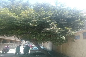 bab_alsha3rya_aug3.jpg (1)