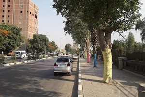 masara81.jpg