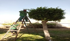 تقليم وتزيين وقص الأشجار والنجيلة ببعض شوارع الحي
