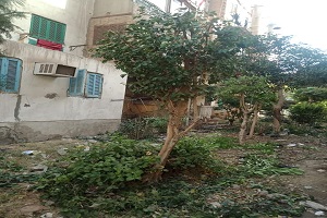 قص وتقليم الأشجار برملة بولاق
