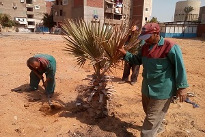 زراعة الاشجار بمربع العبد الجديد