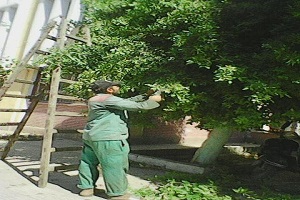 تقليم الأشجار داخل مدرسة فاطمة الزهراء