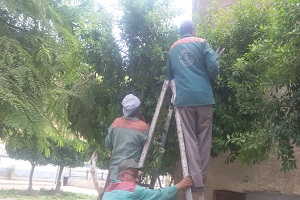 تهذيب الأشجار بالحي