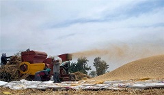 Egypt_to_increase_wheat_production.jpg