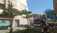 تقليم وتهذيب الأشجار أمام مبنى المقاصة 