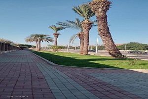 رفع كفاءة المساحات الخضراء بنطاق الحي