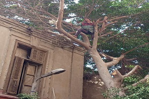 تقليم الأشجار بشوارع الحي