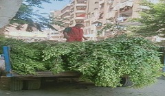 متابعة تقليم  الاشجار بنطاق الحي 