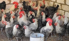 chiken.jpg