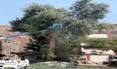 masara27.8.jpg