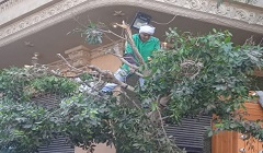 تقليم وتجميل الاشجار ببعض الشوارع بالحي