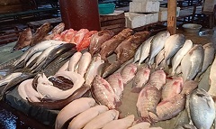 samak30.11.jpg