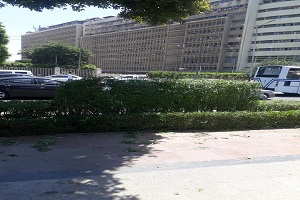 تهذيب وصيانة احواض الزرع بماسبيرو