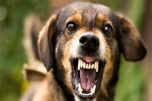 حي المعصرة ينظم حملة بيطرية لضبط كلب مسعور عقر عددًا من المواطنين