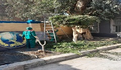 تقليم الأشجار بمحيط نقطة شرطة قايتباي
