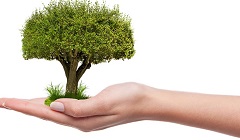presidential_initiative_planting_trees.jpg