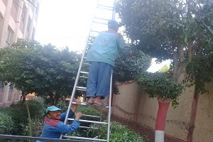 حملة لقص وتهذيب اشجار مدارس المطرية
