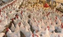 hen.jpg