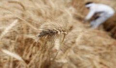 Egypt_wheat_reserver.jpg