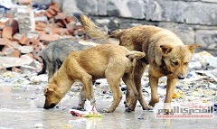 dogs.jpg