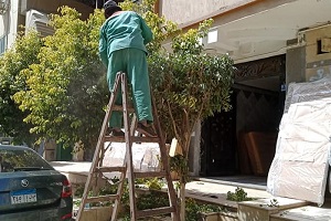 أعمال تقليم الأشجار بشارع عبد العزيز حجازى بمنطقة التجاريين