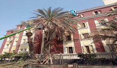 تقليم الأشجار بمستشفى الجلاء