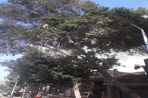 قص الأشجار بمخرج السبتية