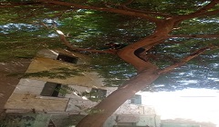 تقليم الأشجار بشارع قبة الاشراف 