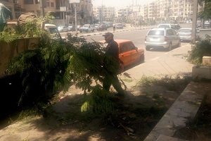 صيانة وقص وتقليم الاشجار بمنطقة نافورة روكسي