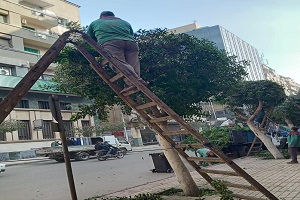 تقليم الأشجار بشارع عبد الخالق ثروت