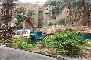 تقليم الأشجار بالحي