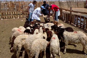 بيطري القاهرة: إقامة ندوة عن التحصينات الدورية لمرض طاعون الأغنام 
