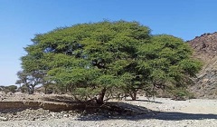 100_Million_Trees.jpg