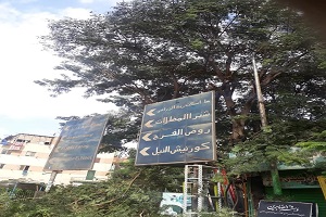 تقليم الأشجار بشارع السبتية