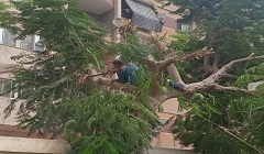 تقليم وتهذيب الأشجار الموجودة بمدرسة الحرية 