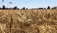 Egypt_receives_wheat_shipment.jpg