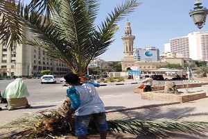 إستكمال المزروعات بحديقة عمر مكرم