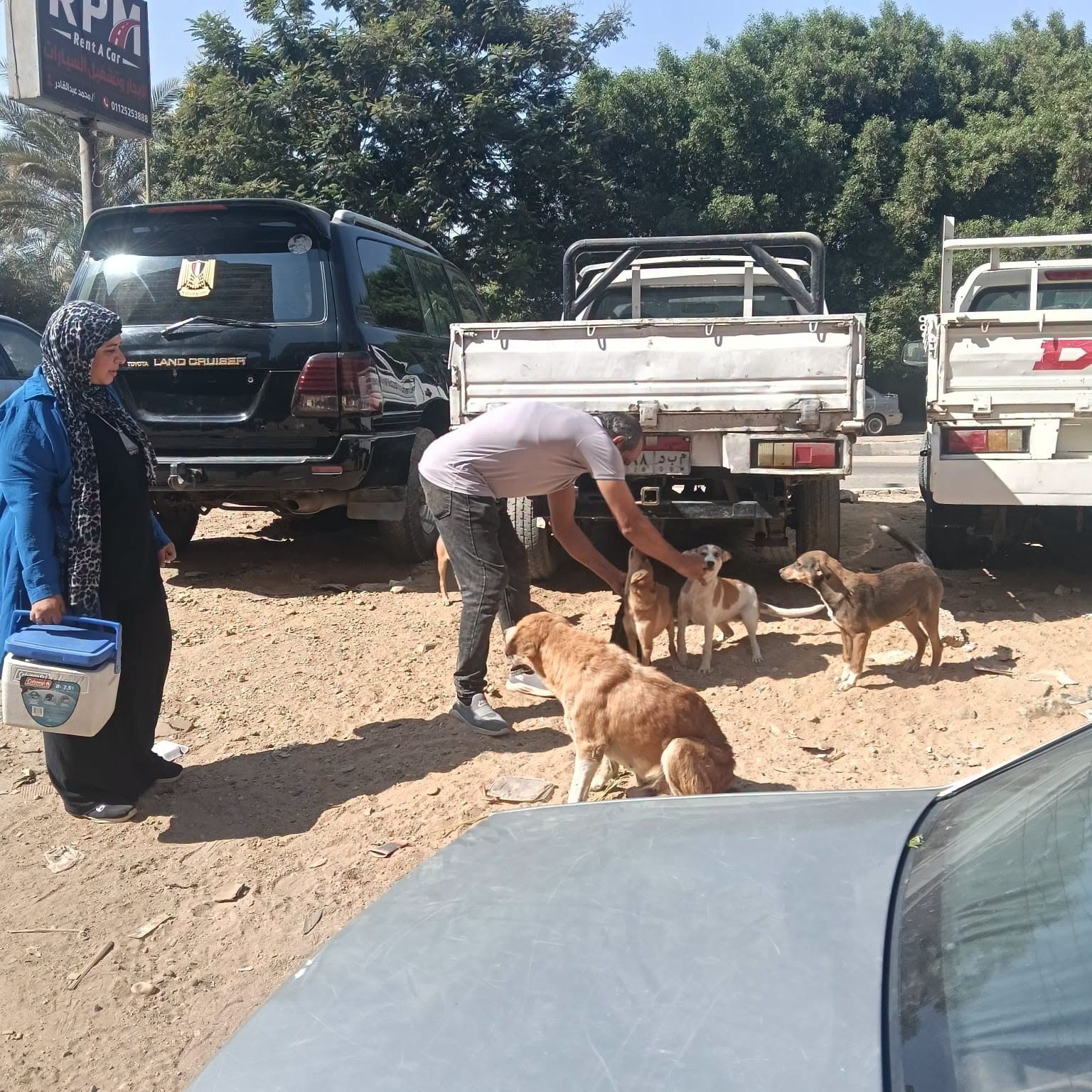 تنفيذ الإجراءات المنظمة للتعامل الحضاري مع ظاهرة الكلاب الحرة.