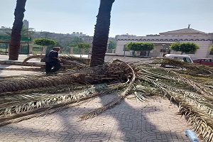 التعامل مع سقوط نخلة بشارع لطفي السيد