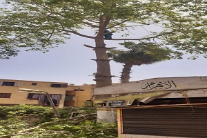 alsahel 13.5.jpg