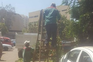 أعمال تقليم الاشجار خلف مستشفى جراحات اليوم الواحد