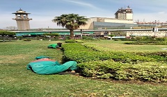 زراعة الأشجار وصيانة الحدائق بنطاق الحي