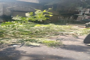 التعامل مع سقوط فرع شجرة بالسبتية