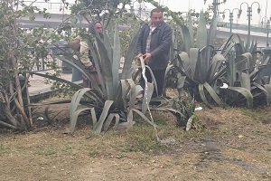 azbakya j4.jpg