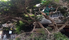 الاهتمام بالمساحات الخضراء بنطاق الحي 