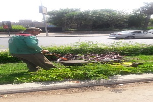 بدء تطبيق مشروع زراعة مليون شجره
