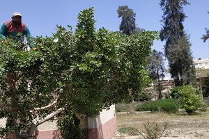 حملة لرفع كفاءة الحدائق بحي شرق مدينة نصر 