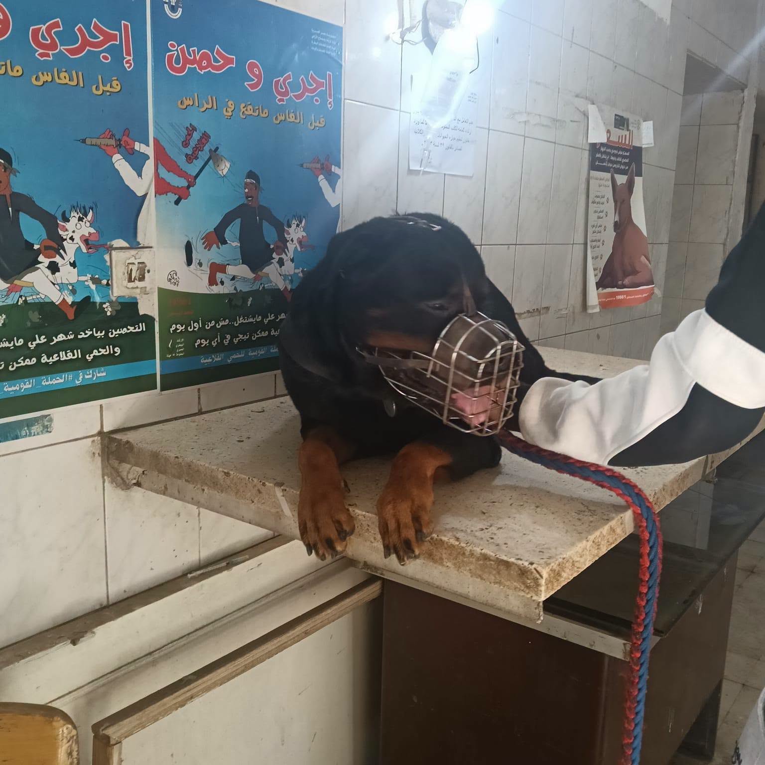 مديرية الطب البيطري: فحص وسونار وتلقيح اصطناعي للأبقار ميدانياً