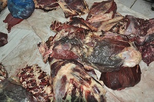 حملات بيطرية على منافذ بيع اللحوم ومحلات السوبر ماركت بالحي