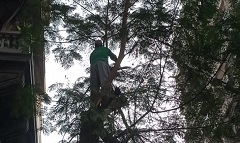 قص وتقليم وتهذيب وتجميل الأشجار ببعض الشوارع بالحي